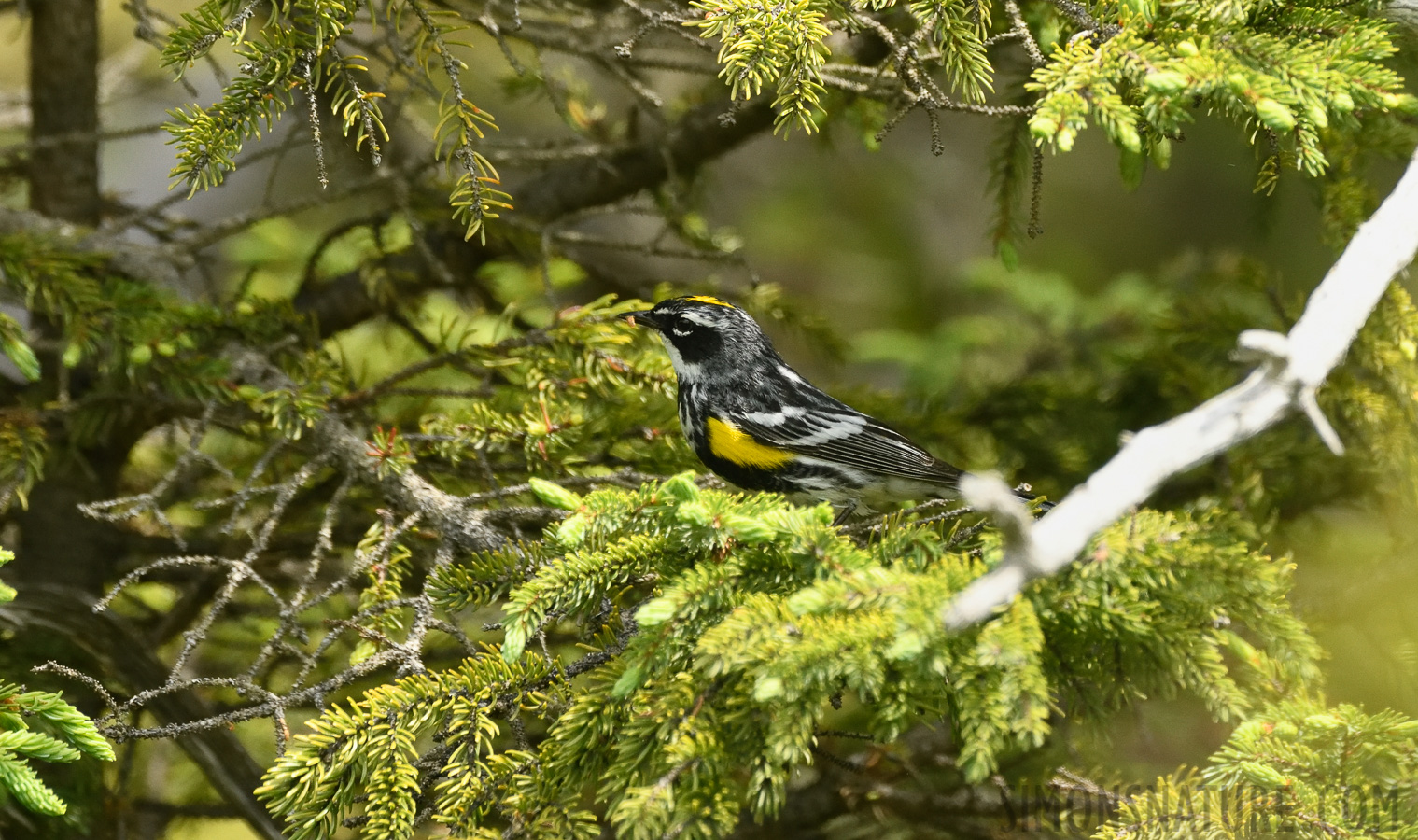 Setophaga coronata coronata [400 mm, 1/2500 Sek. bei f / 7.1, ISO 2000]